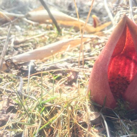 Pension Wildflowers Tatesina Kültér fotó