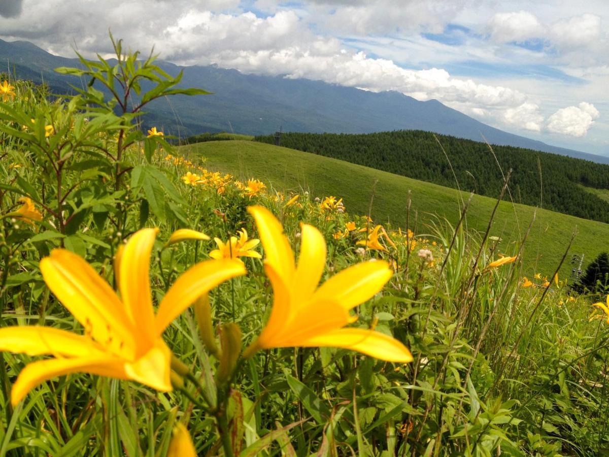 Pension Wildflowers Tatesina Kültér fotó