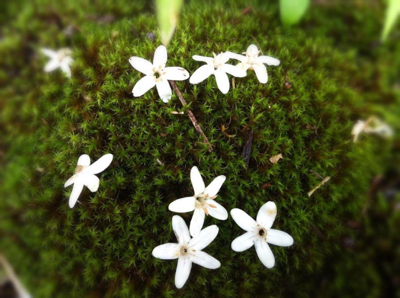 Pension Wildflowers Tatesina Kültér fotó